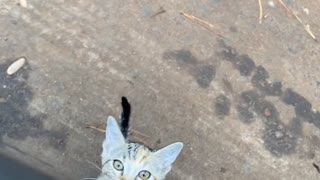 Road-Crossing Kitten Chooses Her Human