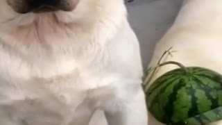 Cute compilation of dogs with watermelon
