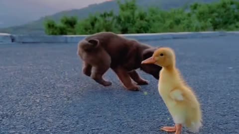 Puppies and Ducks