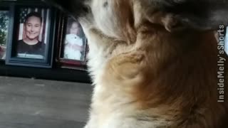 Dog Howls When He Hears a Tornado Siren