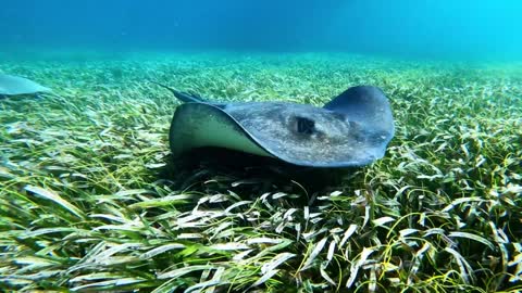 GoPro Top 10 Underwater Moments