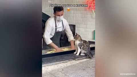 Cute Cat & Their Human That Will Put You in Happy Mood 🥰