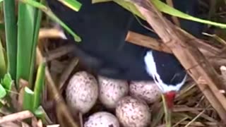 mãe pássaro botando tantos ovos no meio do lago