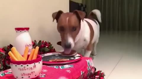 Dog Celebrates Christmas