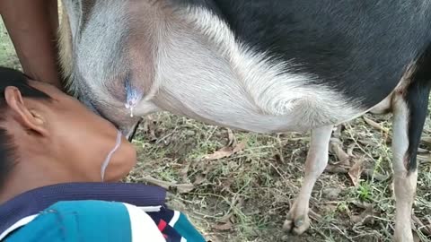 Oh my god!hungry village boy drink raw milk from goat breast,