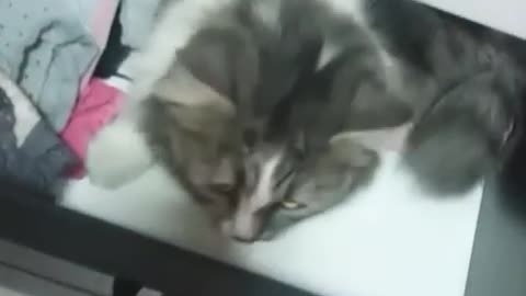 Little Kitty Enjoys Hiding In Owner's Drawers