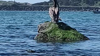 Kayaking in Newport with some Pelicans