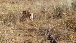 Mountain lion Attack 😱