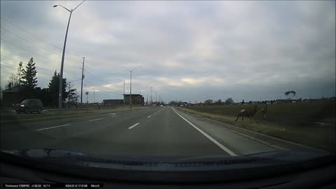 Caribou in St Catharines