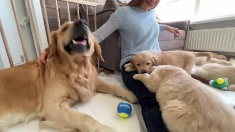 Golden Retriever Dad Meets His Puppies for the First Time#56