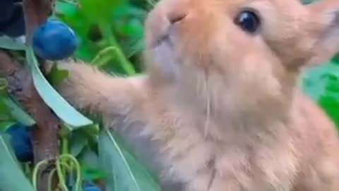 Funny rabbit eating raw fruits
