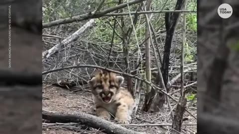 Roar attempts turn to purrs for a pair of mountain lion cubs