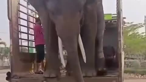 Trained Elephants #shorts #shortvideo #video #virals #videoviral
