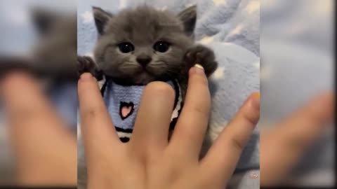 Cute Funny Cat Video 2021 #4