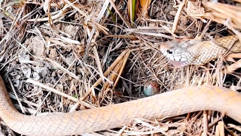 A snake sneaked into the bird's home and ate the bird's eggs