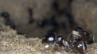 3 unreal facts about ants