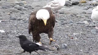 Bald eagle socializing with Seagulls and crows on the Beach ⛱️