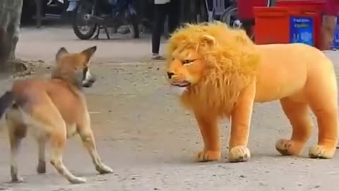 Troll Prank Dog Funny & Fake Lion & Fake Tiger Prank To Dog & Hug Box