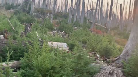 Central Oregon - Mount Jefferson Wilderness - Life coming back after devastating Forest Fire