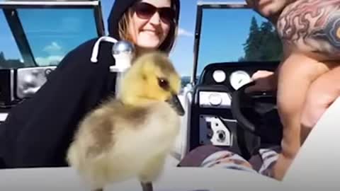 Goose Visits Man Who Rescued Her Every Day - The Dodo_Cut