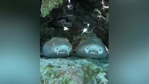 amazing fishes in aquarium m 😂🤣👍🏼❤️