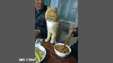 Video Tingkah Lucu Kucing Bikin Ketawa Ngakak