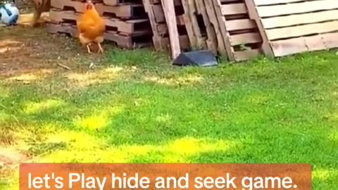 Relentless Chickens Raid Dog Funny 🤣🤣😂