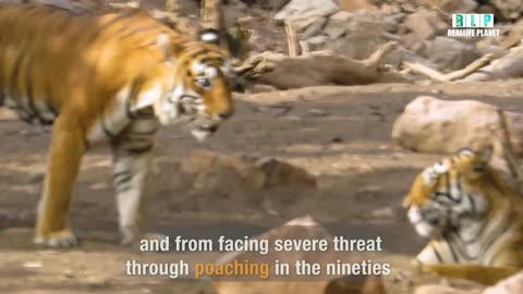 To save the Jungle, we have to save the tiger | International Tiger Day 2023