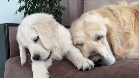 How a Puppy and a Golden Retriever Fight Against Sleep