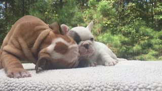 Cuteness overload! Puppies show love for each other
