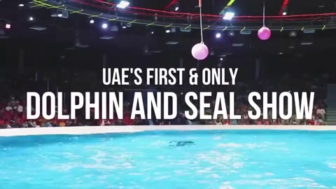 Best Dolphin and Seal Show (Favorite Attraction in the UAE)