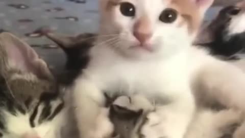 Cute cats video compilation 17😍😍😂