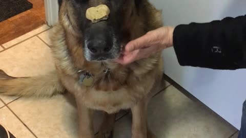 German Shepherd Outsmarts Owner During Training Session
