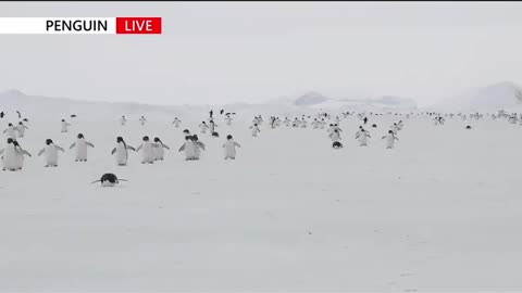 Adelie penguins waddling on sea ice 🇦🇶 Cape Hallett 2018. 12. 24.