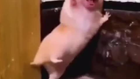 Funny animal videos