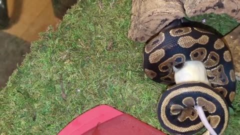 It is Their First Time Feeding a Royal Ball Python and Watching the Entire Process!