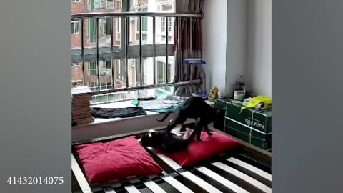 funny dog video