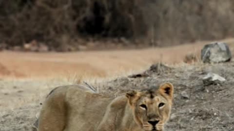 Lets meet the King & the Queen.. meet them at #gir #forest