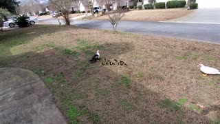 Baby Ducks with Mama