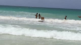 Dog shows off awesome surfing skills