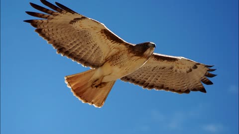 Urban Red-tailed Hawk