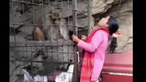 Funny video in a zoo