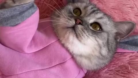 Cute And Funny Cats 😍😍😅😅 #viral #shorts #reels #cat #cats #pets #catsshare