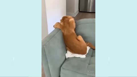 Funy dog video