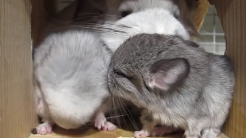 This Touching Chinchilla Video Will Make You Cry for Mom