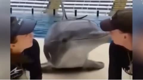 Dolphin Amazing Funny Moment