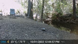 Daytime Bear Bobbing for Apples