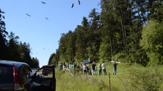 Bald Eagle feeding frenzy