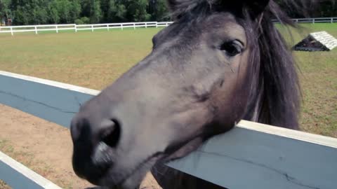 Young horse looking at camera. Small horse head closeup