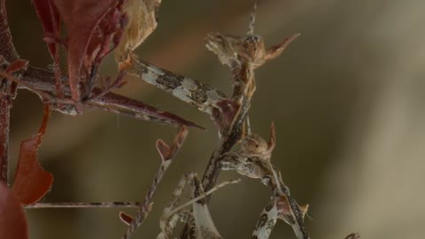 The mating rituals of the cryptic mantis